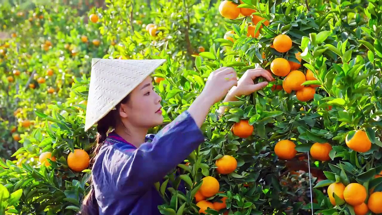 One Fruit for a Table - Orah Mandarin, An Irreplaceable Sweet and Sour Juicy Fruit