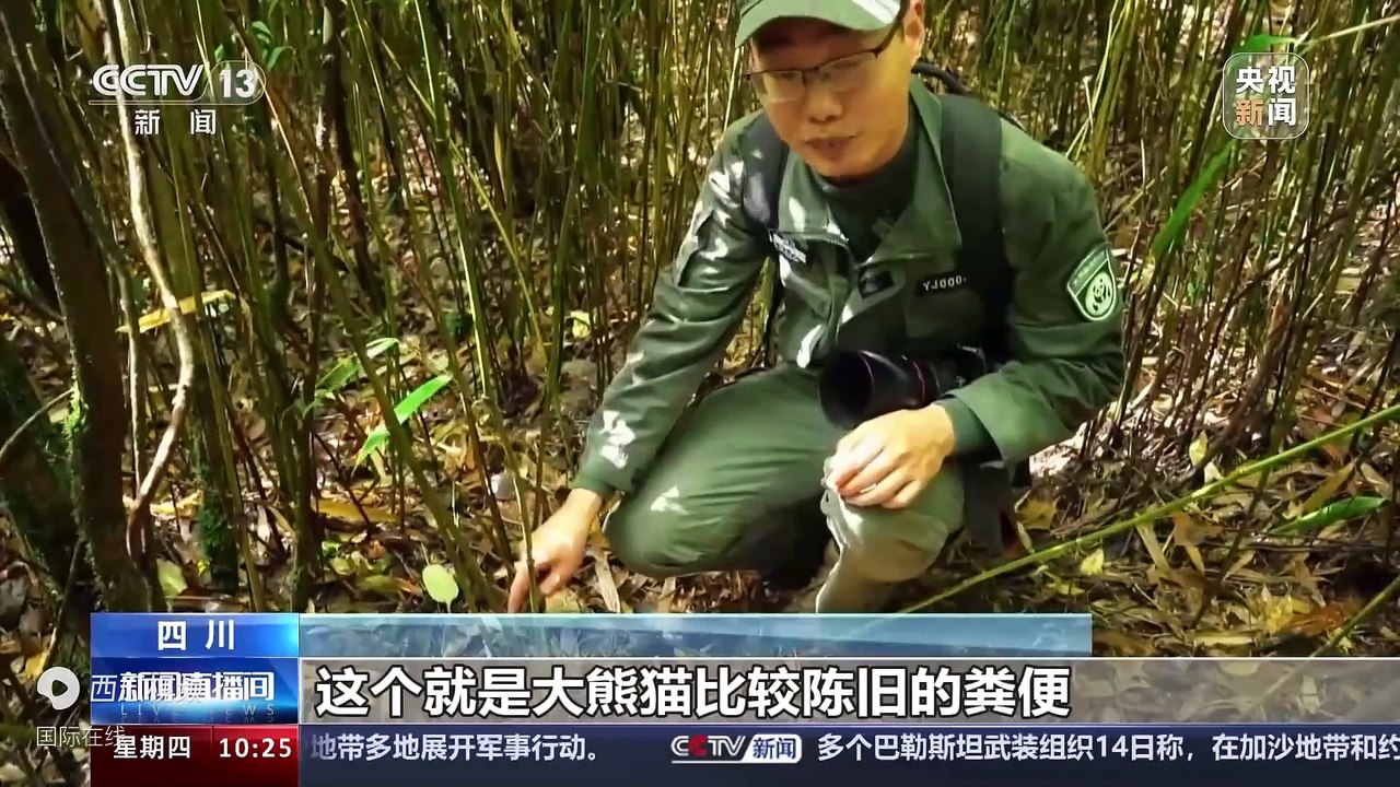 Được thả về tự nhiên sau khi _tốt nghiệp_, quần thể gấu trúc khổng lồ hoang dã đã tăng lên đáng kể - Tiêu đề ngày nay-2