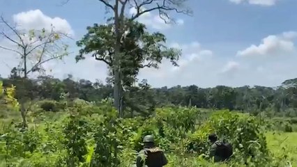 Guardia campesina atacó a policías que realizaban labores contra el narcotráfico en Chiribiquete