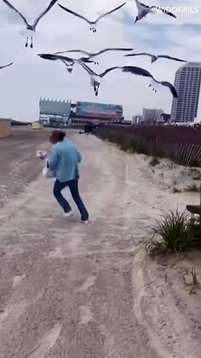 SEAGLES ATTACKING A HUMAN #shorts #fail #animals  #funnyvideos  #comedy #failcompilation #funnyfails