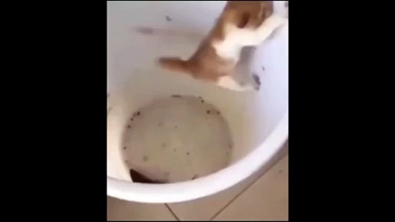 Cat vs Mouse....Tom & Jerry 2