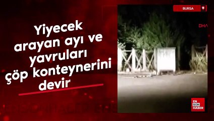 Bursa'da yiyecek arayan ayı ve yavruları çöp konteynerini devirdi