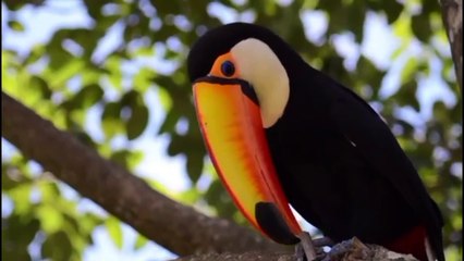 Wild life Animals Moments