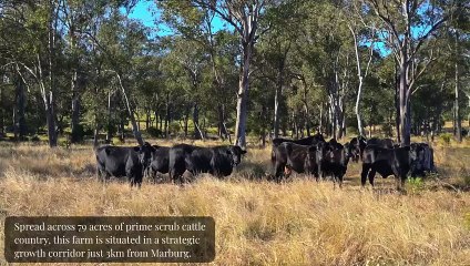Marburg Poultry Farm , Marburg, Qld | August 19, 2024 | Farmonline