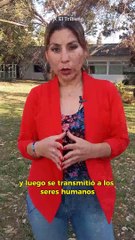 Viruela del mono: alertan que el sexo casual sin protección es una de las principales formas de contagio