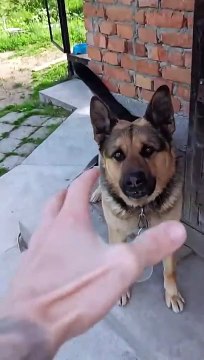 ❌❌❌ training dog #malinois #becgie#germanshepherd #chó #pets #dog