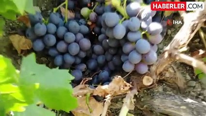 Tescilli Cimin Üzümü Bereketi Üzümlü'de Hasat Zamanı