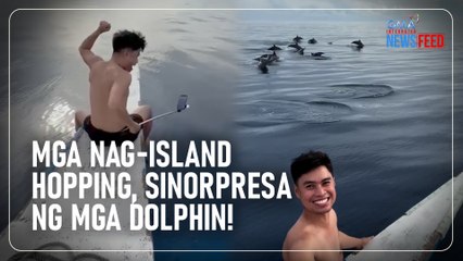 Download Video: Mga dolphin, nag-hello sa mga turista! | GMA Integrated Newsfeed