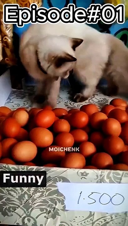 Funny cats ep#01 #funnycats #cats #viral