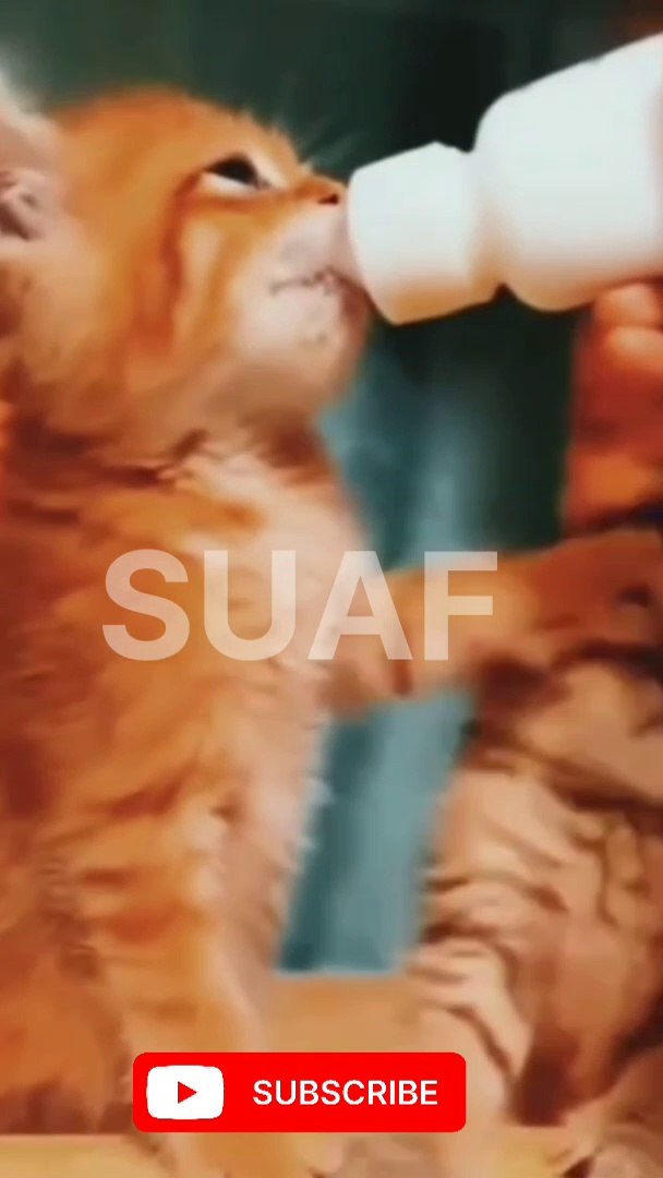 Funny  cats .... #cats