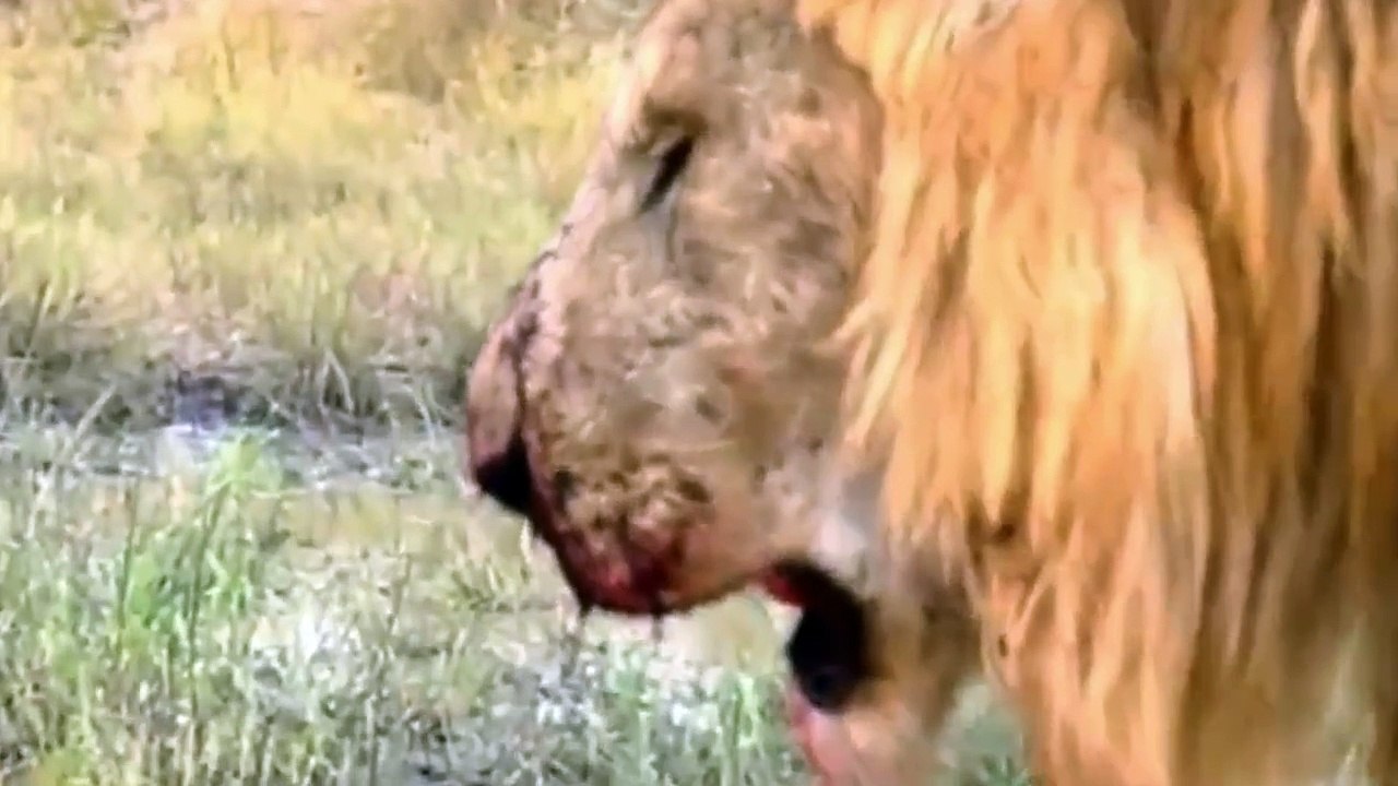 সিংহের জীবনের কিছু মুহূর্ত  | Some moments in the life of a lion