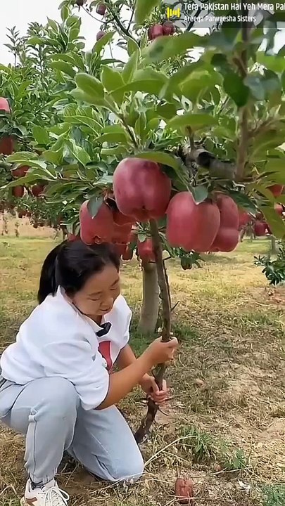 Apples garden