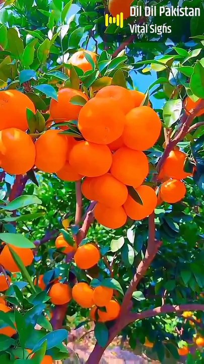 Oranges garden