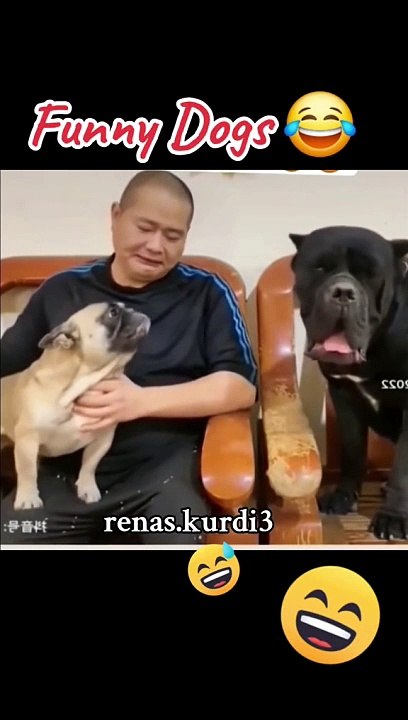 Funny  doge