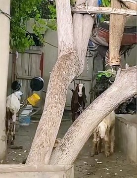 Pind da mahool | beautiful view of village | traditional village life in Punjab India and Pakistan daisy life in Punjab very beautiful culture of village