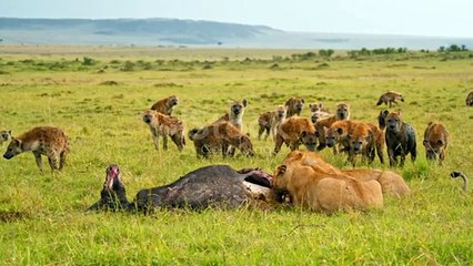 Hyenas Unleashed Power, Strategy & Survival in the Wild