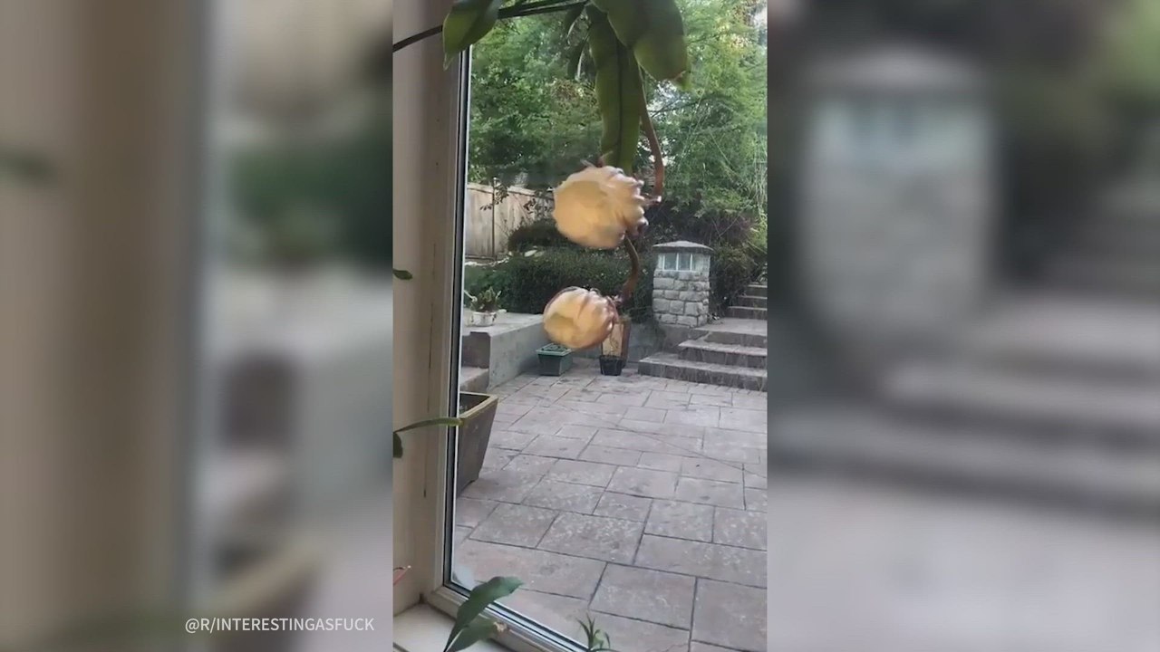 Consiguen grabar el esplendor y la muerte de la Reina de la Noche, la flor que solo florece una sola noche cada año