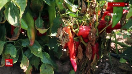 Hatay'da kavurucu sıcakta acı biber hasadı