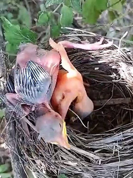 Baby Bird 