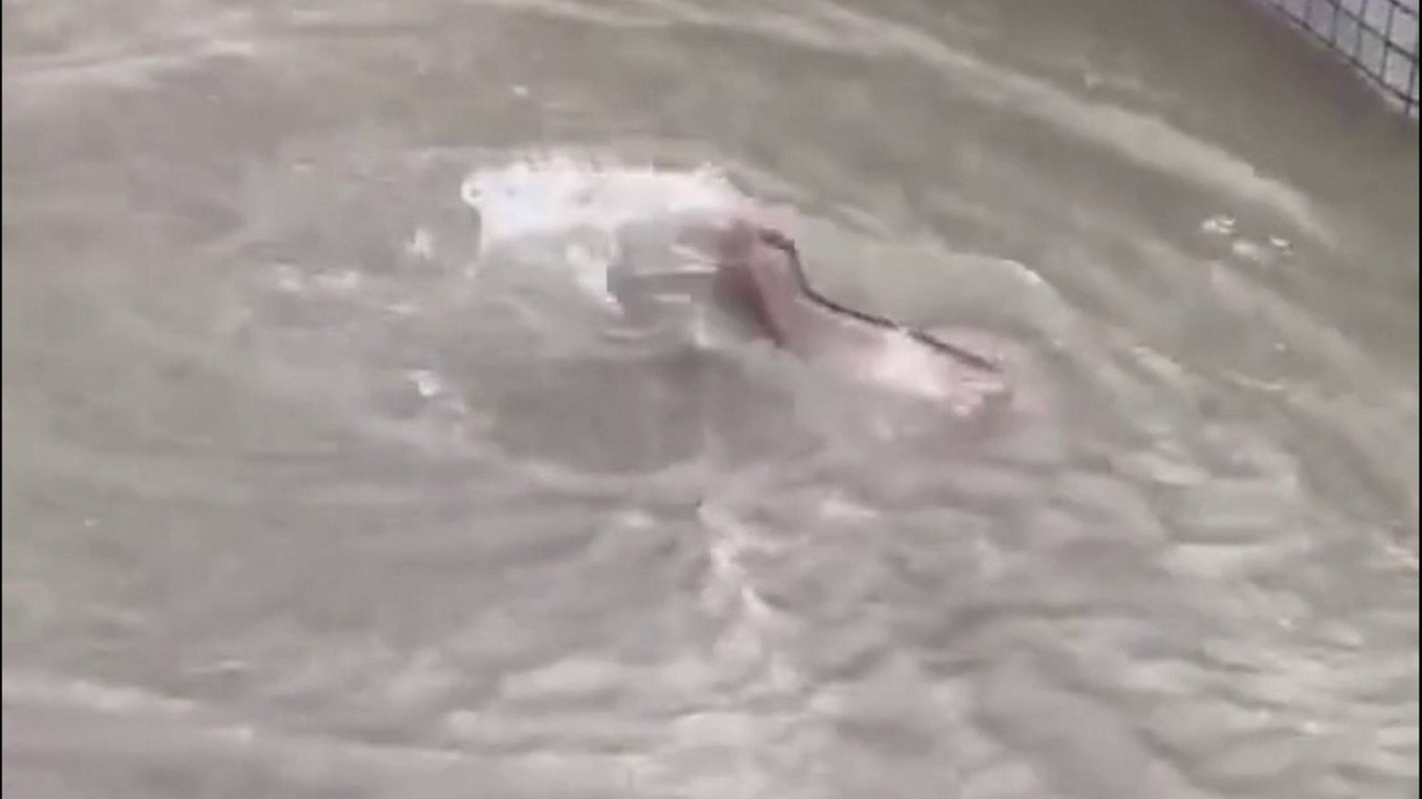 Riesenfisch beim schwimmen in überfluteter wohnstraße in china gesichtet