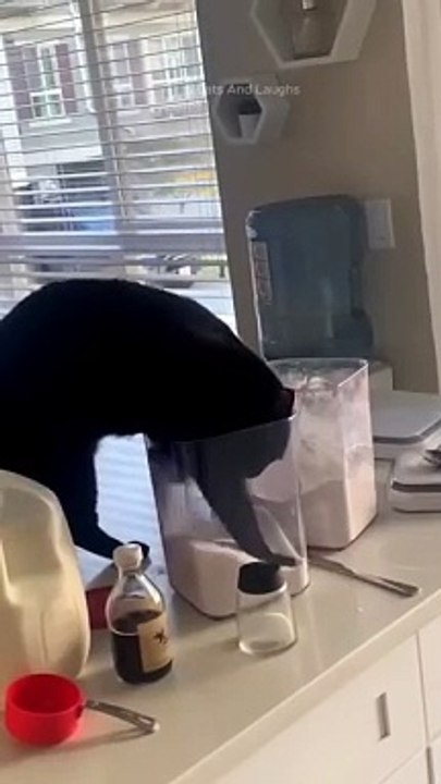 funny cats episode 129