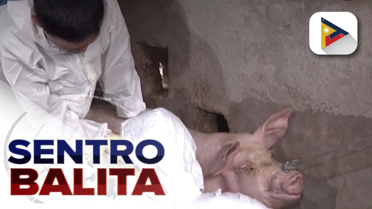 Mass testing sa mga baboy sa Batangas, sisimulan na bukas; D.A., tiniyak na hindi pa nakapapasok sa Phl ang strain ng ASF na nag-mutate mula sa Vietnam