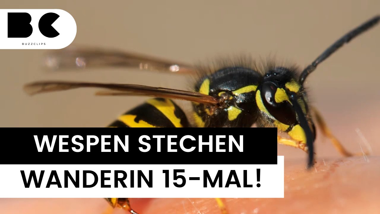 Mayrhofen: Wespen attackieren Frau beim Wandern 15-Mal