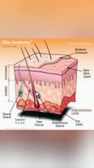 facts about sweat glands | عورتوں کے مقابلے میں مردوں کے پیروں سے زیادہ بدبو کیوں آتے ہیں ؟