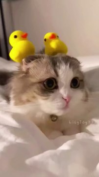 Cute Funny Videos | Cute Animals | Cute Baby Animals Funny Videos | Cute Cat Videos | Funny Cat Video | Cat Videos For Kids | Baby Cat Cute |