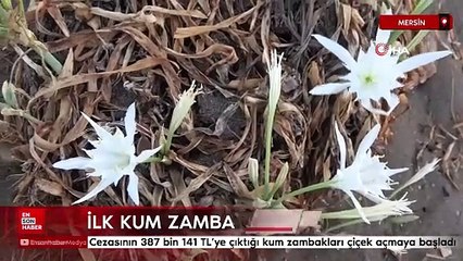 Mersin'de ilk kum zambakları çiçek