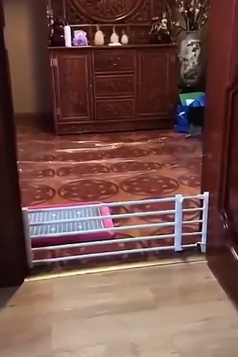 Funniest Cats and Dogs  _ Funny Animal Videos