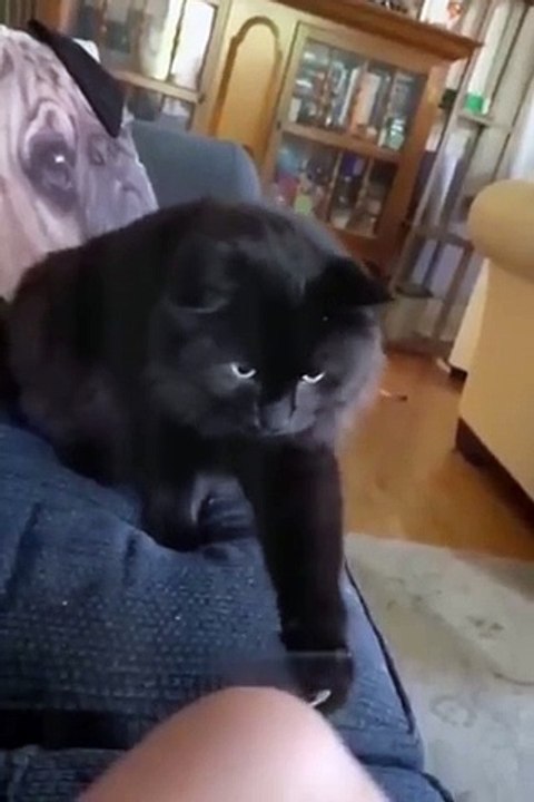 Funniest Cats and Dogs  _ Funny Animal Videos #3