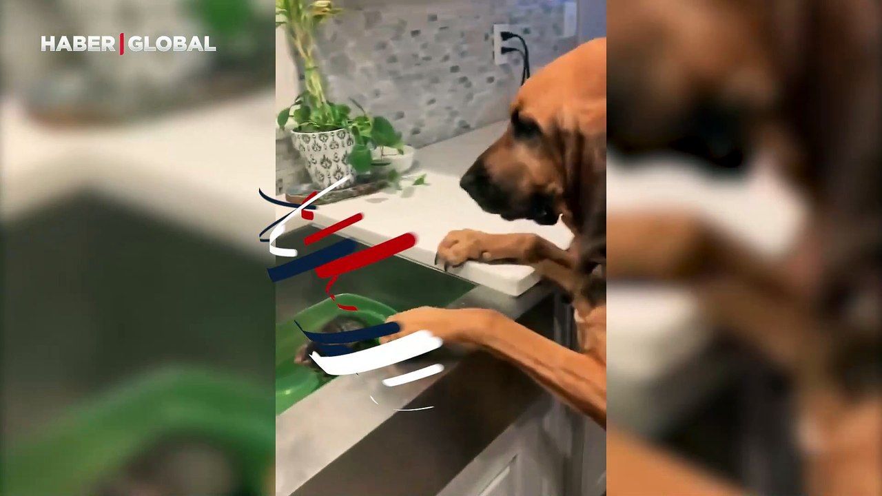 Yavru kedi ve köpekten yürek ısıtan görüntüler:...