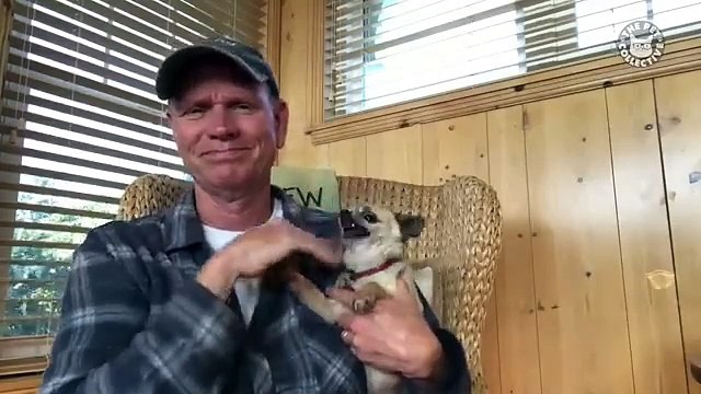 Angry Pets Compilation_ Funny Angry Pets of The Week _ The Pet Collective