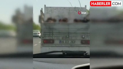 Kamyonet Kasasında Tehlikeli Yolculuk