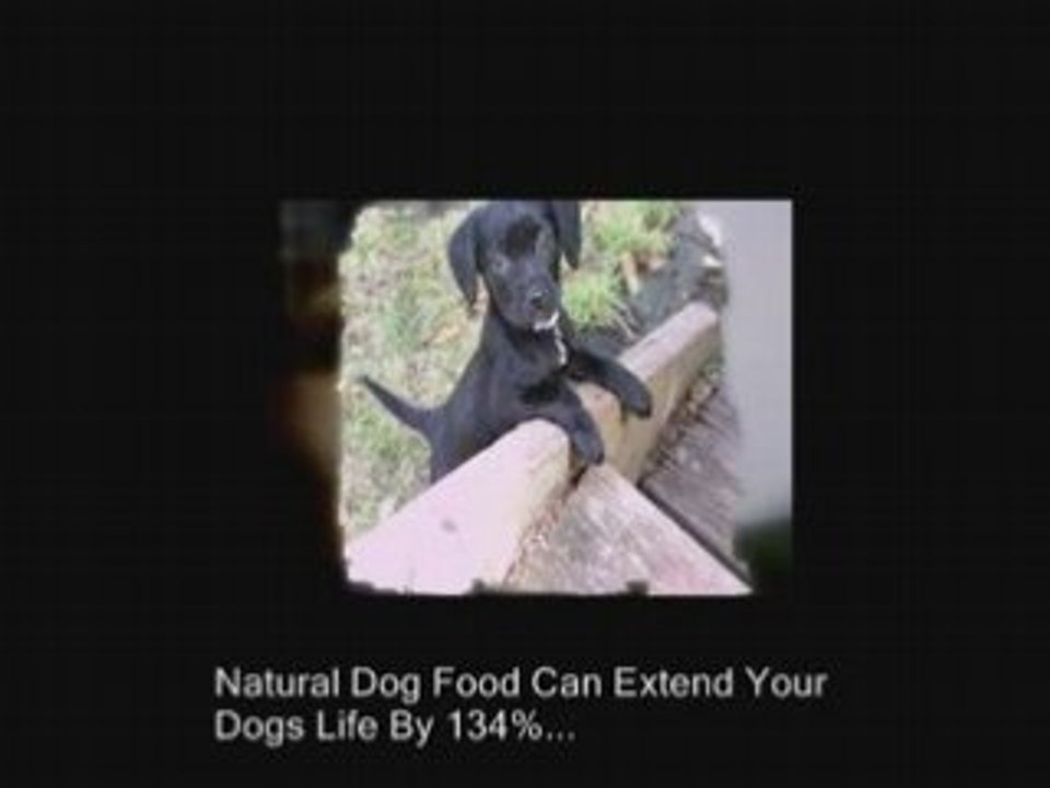 Natural Dog Food - Saving Dogs Lives