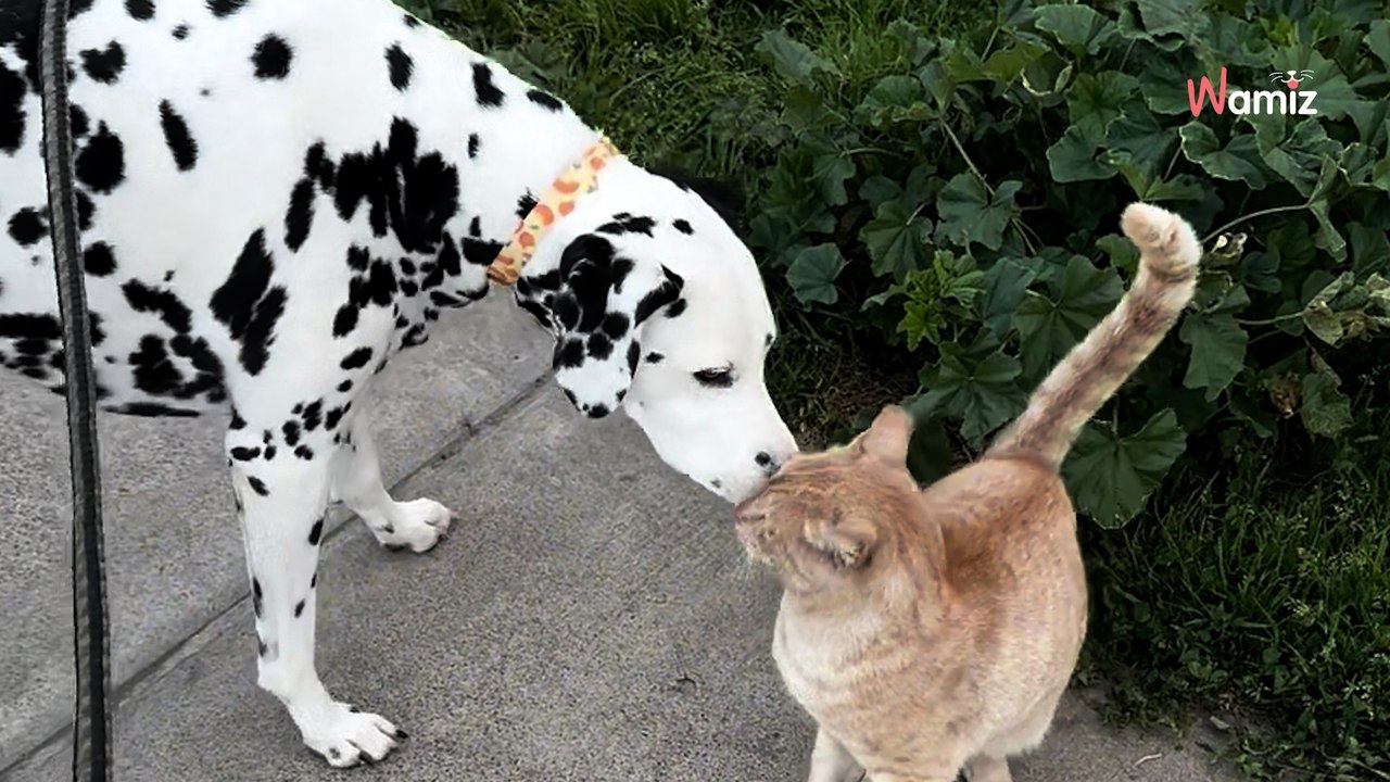 Każdego dnia dalmatyńczyk ciągnie opiekunkę w to samo miejsce. Czeka tam na niego ktoś zupełnie wyjątkowy