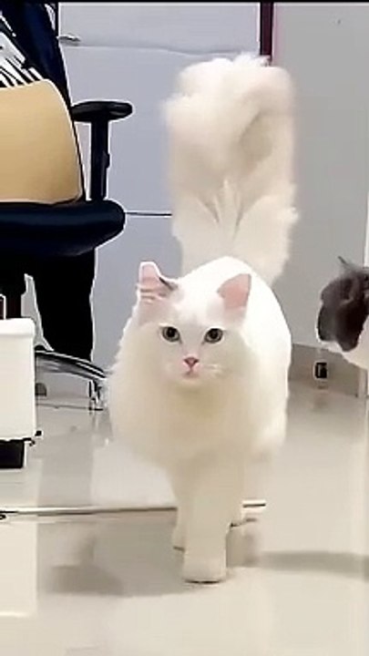 So cute Turkish Angora Cat _ Cutest cat (1)