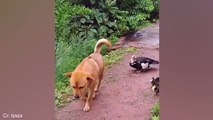 Best funny cats and Dogs must watched stil end 