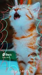 meow cat #youtube #cat #viralshort #0023 @star_14672