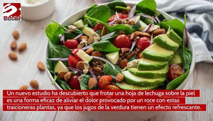 La lechuga alivia el dolor de las picaduras de ortiga