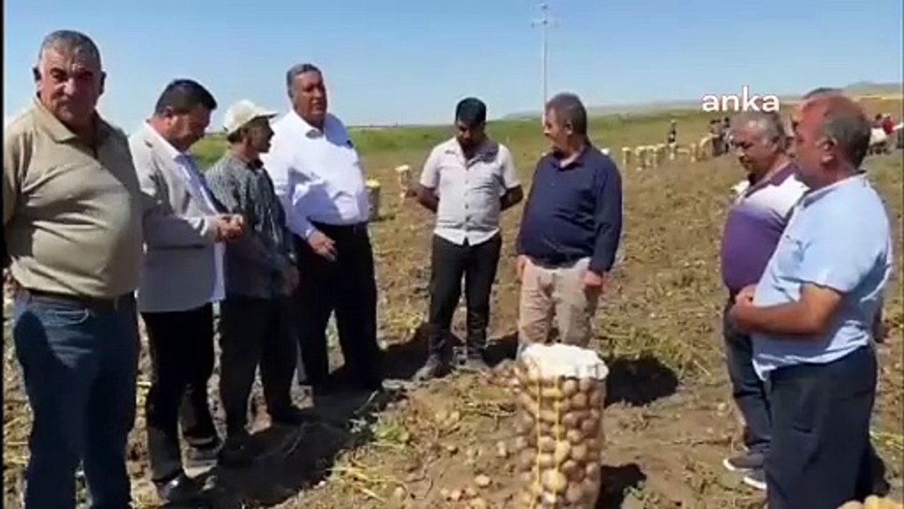 Niğdeli patates üreticileri isyan etti: Suyun saatine 100 TL eklendi; patates bu yıl tarlada kaldı