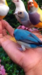 Amazing Color Full Birds  #birds