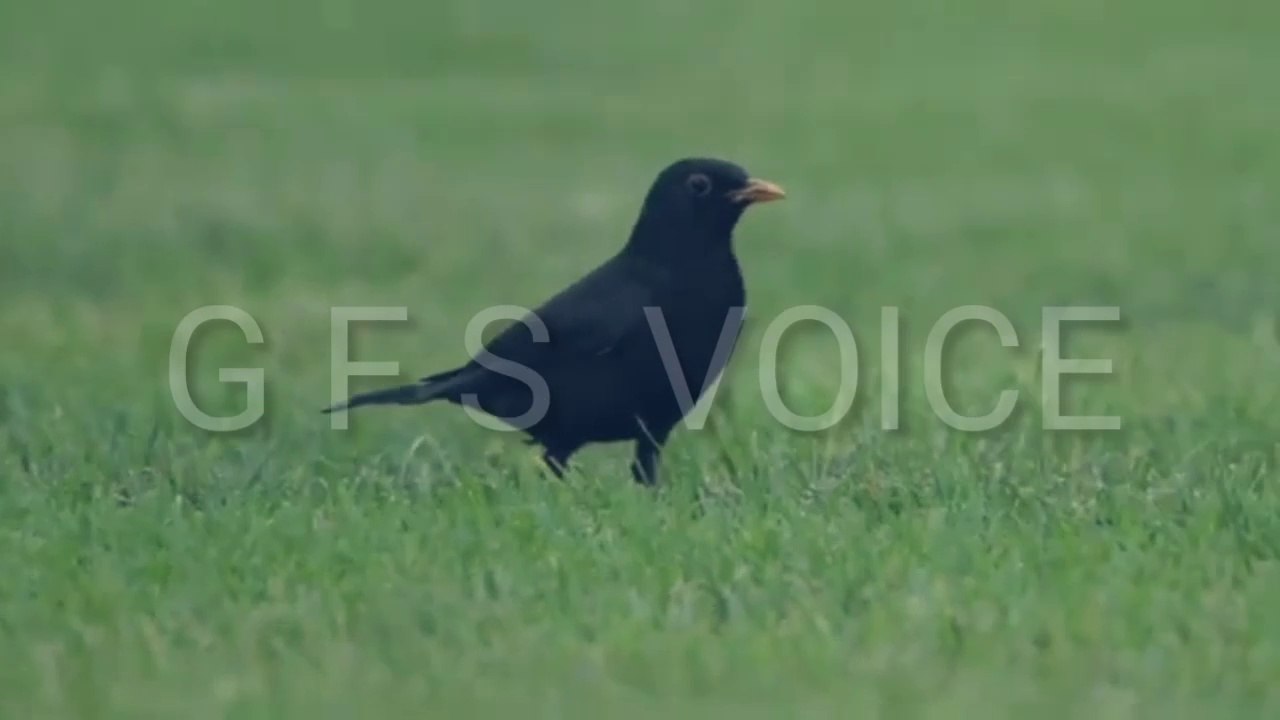 A black bird