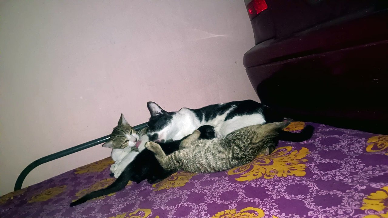 Family pack on my bed