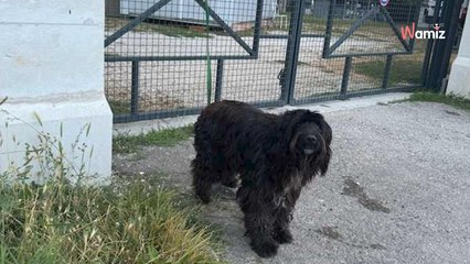 Ils attachent leur chien au portail du refuge pour la nuit, sans même lui laisser d'eau : la colère gronde