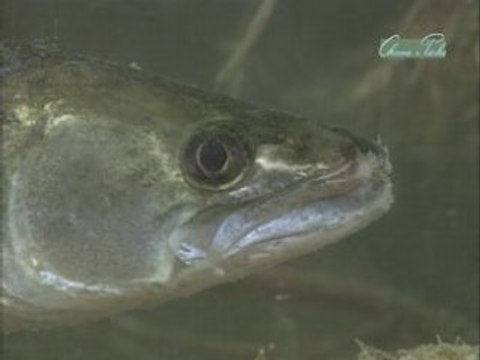 Pêche Sandre et brochet partie 1-1