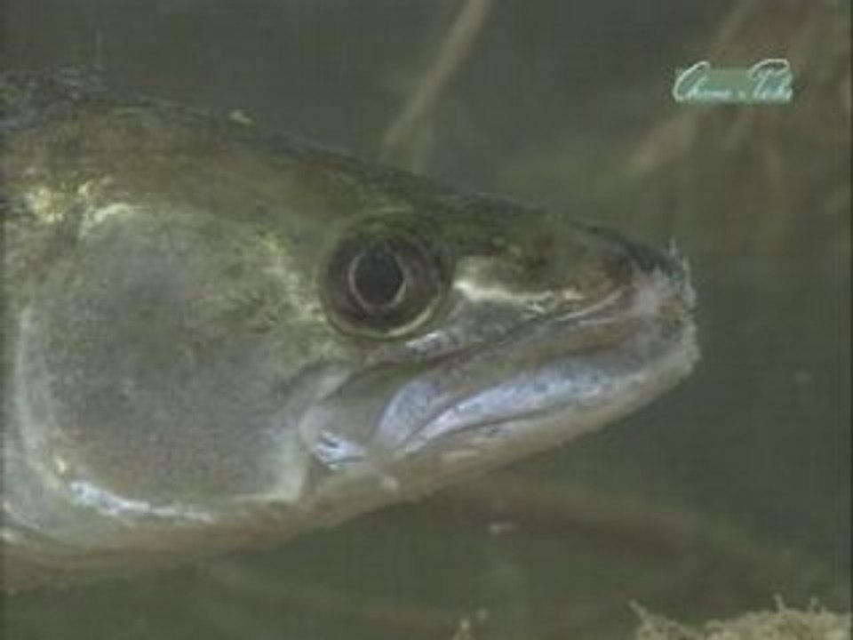 Pêche Sandre et brochet partie 1-1