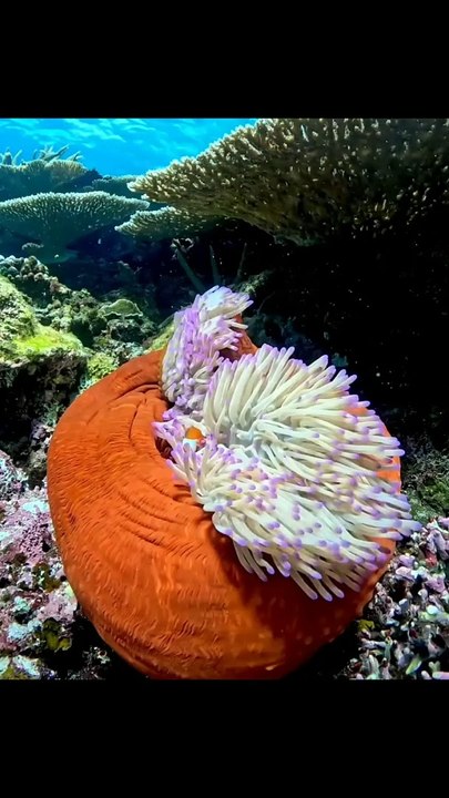Marine Life | beautiful Fishes | Sea Colours | Sea Life Explorer