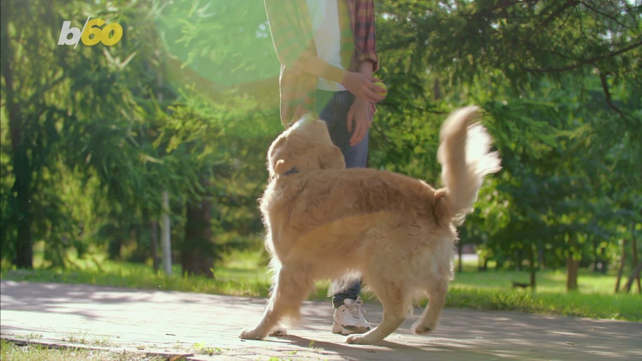 Here's What Your Choice Of Pet Says About Your Personality